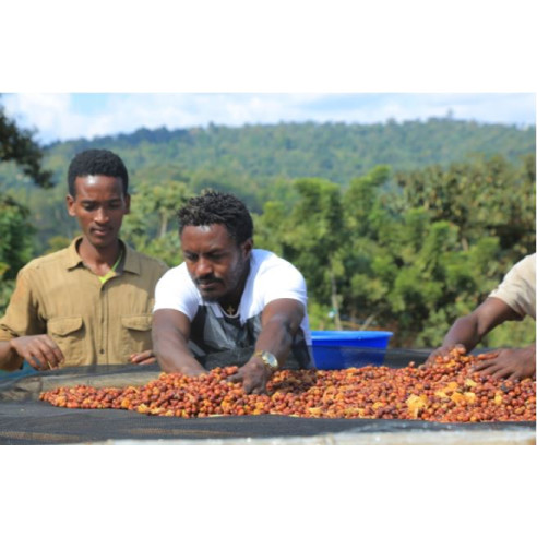 Shewamare, perfil frutal, Etiopía