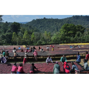 Konga, perfil frutal, Etiopía 2