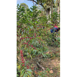 Gedeb Halo Beriti, Etiopía... 2