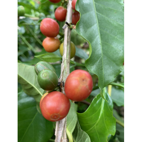 Jairo Arcila, Cofermentado con Melocotón