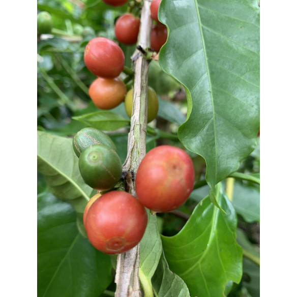 Jairo Arcila, Cofermentado con Melocotón