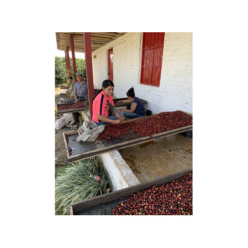 Jairo Arcila, Cofermentado con Melocotón