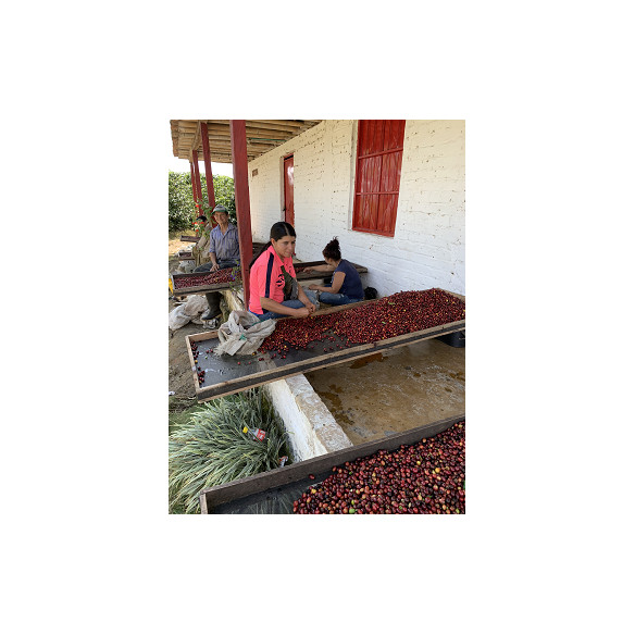 Jairo Arcila, Cofermentado con Melocotón