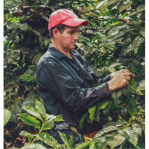 Café San Sebastián - Colombia