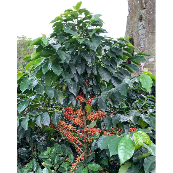 Pink Bourbon de Luz Helena Salazar, Colombia