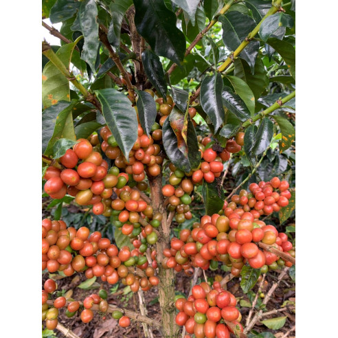 Pink Bourbon de Luz Helena Salazar,...