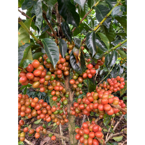 Pink Bourbon de Luz Helena Salazar, Colombia