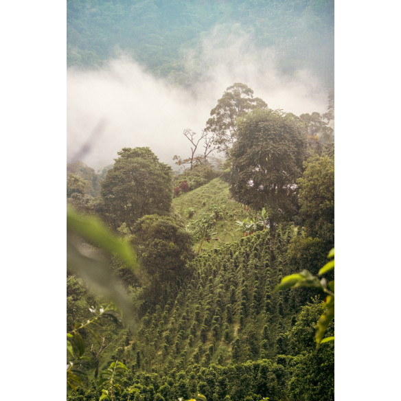 GESHA NATURAL DE JARDINES DEL EDÉN, COLOMBIA