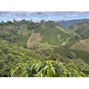 Café Pitalito - Colombia