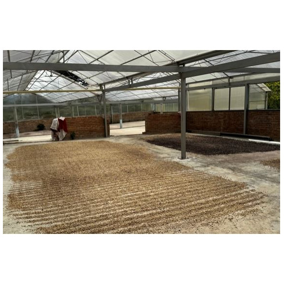 Café Pitalito - Colombia