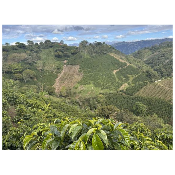 Colombia - Cápsulas compostables