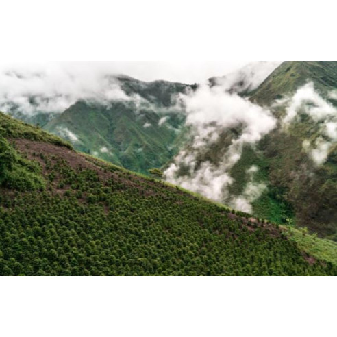 DESCAFEINADO HUILA CON CAÑA DE AZÚCAR