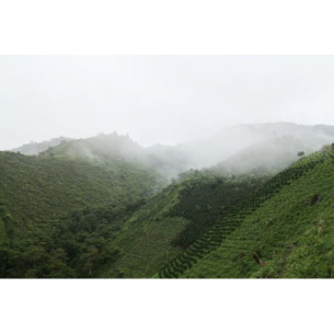 DESCAFEINADO HUILA CON CAÑA... 2