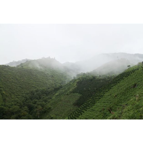DESCAFEINADO HUILA CON CAÑA DE AZÚCAR