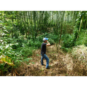 ARTURO ARANGO CHIROSO NATURAL 2