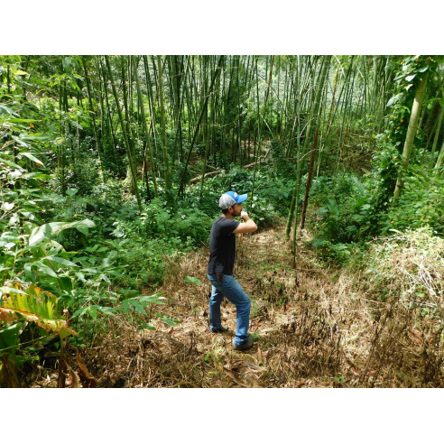 ARTURO ARANGO CHIROSO NATURAL