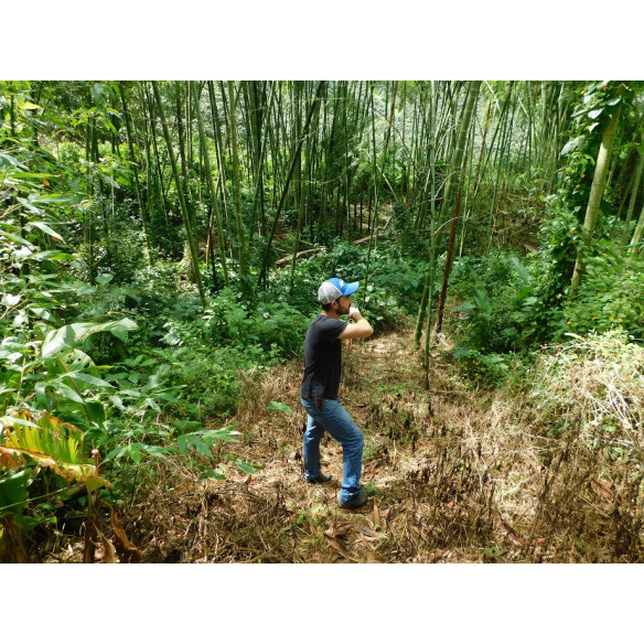 ARTURO ARANGO CHIROSO NATURAL