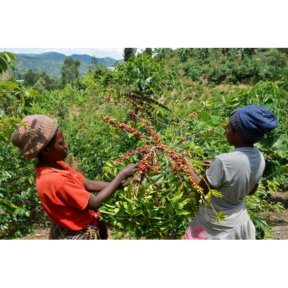 GASHARU RUGORI, RUANDA